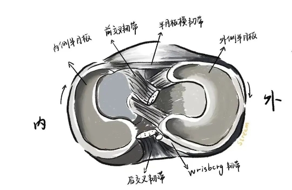 半月板由纖維軟骨組成,內外側各有一塊.