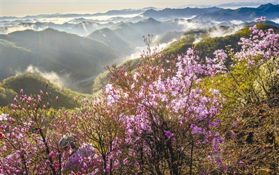 山顶杜鹃别样红