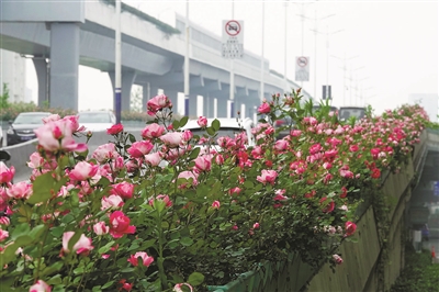 空中花廊一路芬芳