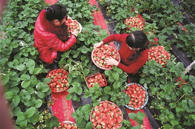 大同镇西乡草莓园里,阿姨们正在采摘今年的新品种"建德红".