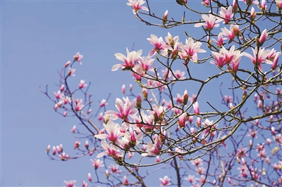 杭州植物园的网红玉兰花开正盛