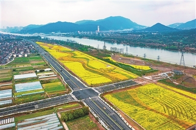 位於富陽北支江南岸的262畝彩色油菜花競相綻放,在東洲島上鋪開了一幅