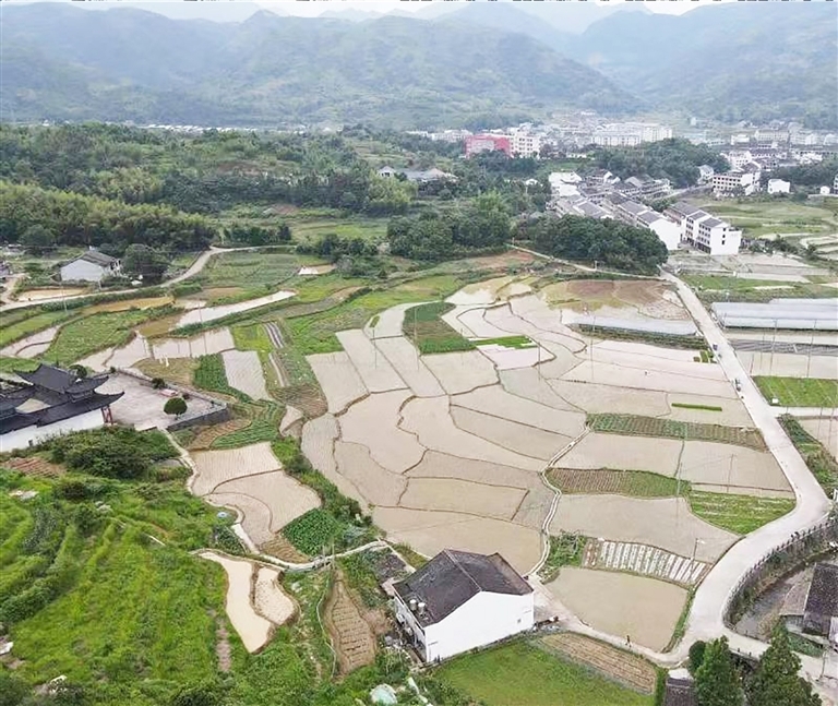 蒼南美麗田園生機盎然