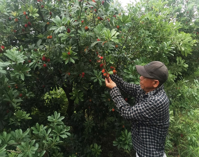 本地杨梅即将上市