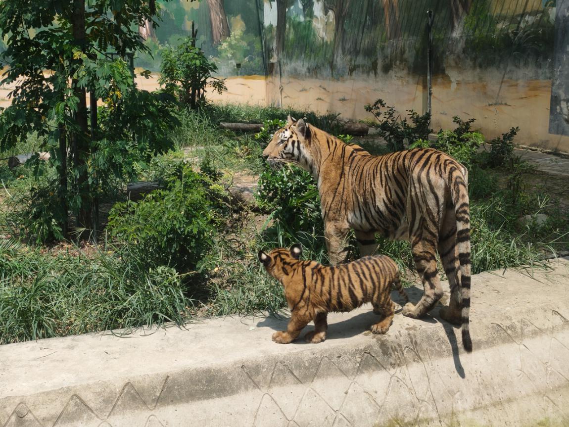 溫州動物園東北虎喜添二胎龍鳳胎寶寶首次亮相七夕