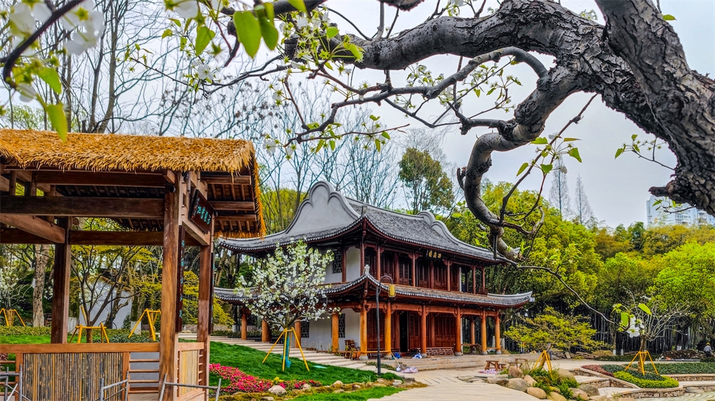 一起来打卡吧九山公园梨花盛开