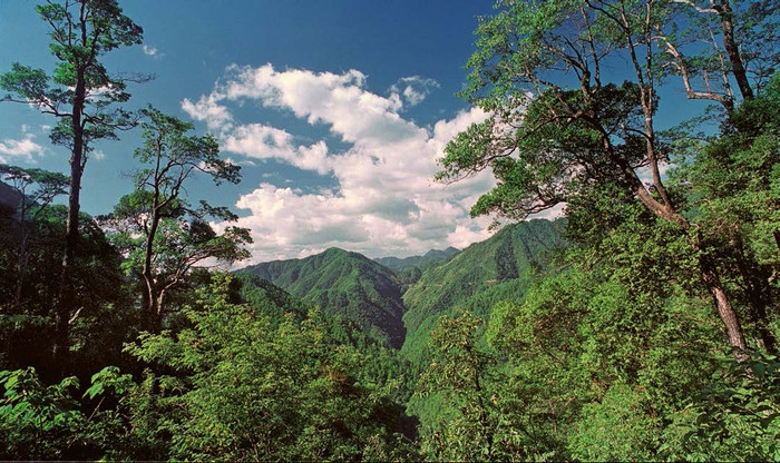 庆元县森林覆盖率图片