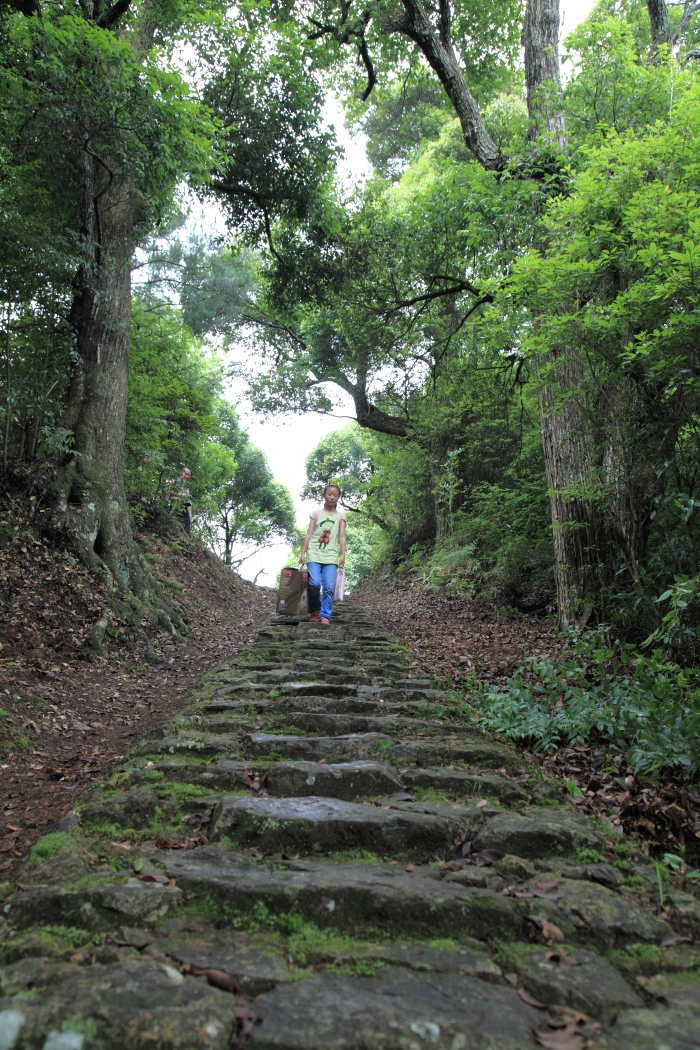 景宁山头森林古道