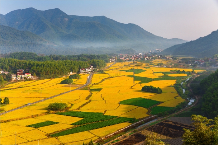 安吉县无蚊村森林氧吧
