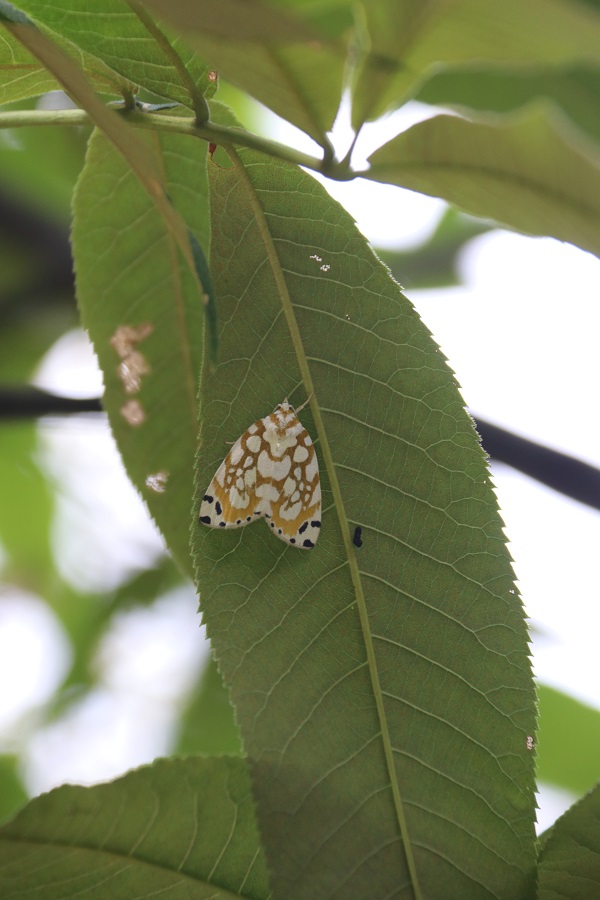 临安区提醒林农及时开展胡桃豹夜蛾防治