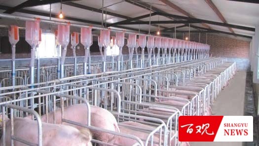 【畜禽饲养污染】规模化畜禽饲养粪污污染难题怎样破解？