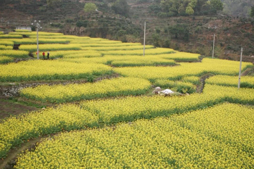 云游温州 莫负花期,坐拥"满园春色"