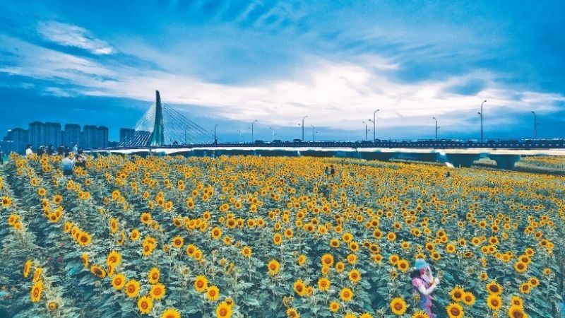 夏花.jpg