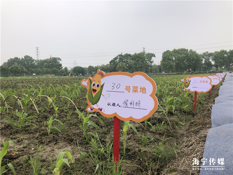 海洲街道伊嘉塘共富菜园示范基地推出170块菜地居民抢单认领