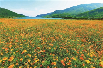 (王博 李超 攝)8月,鄞州區橫溪鎮金鵝湖畔,微風徐來,碧波盪漾.