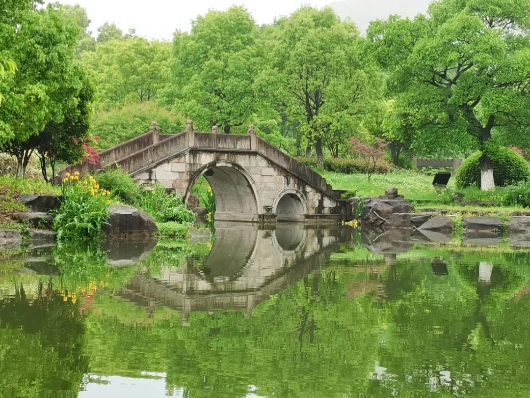 桥边柳树图片图片