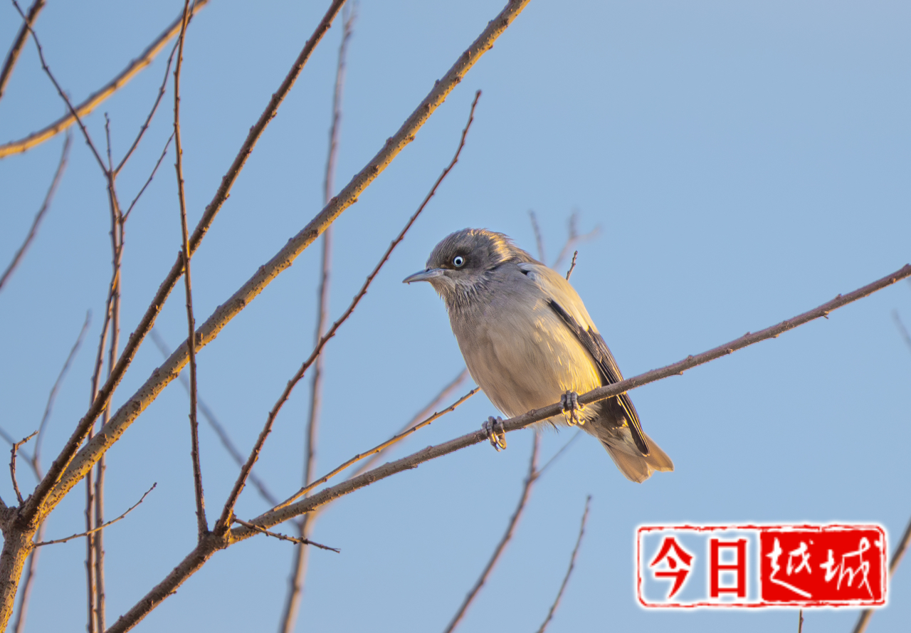 冯雅《灰背椋鸟》.JPG