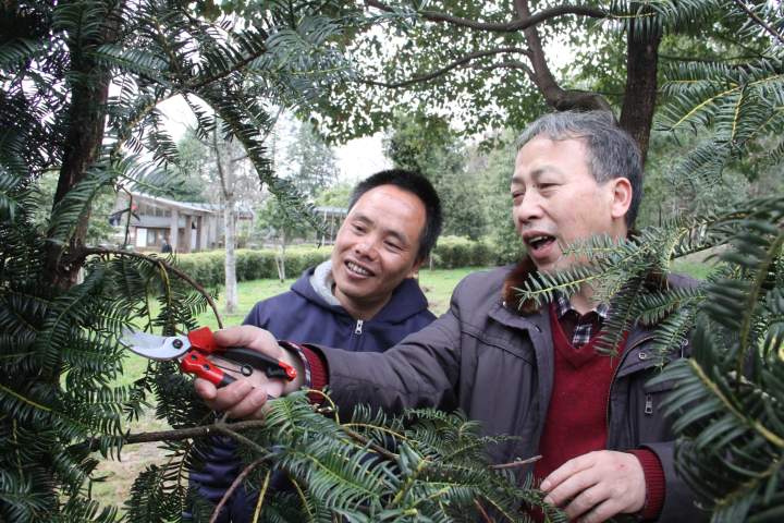 绍兴市地质环璄绿化工作站张荣峰辅导香榧栽培技术.jpg