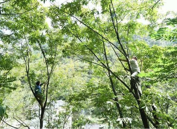 it takes 10 years for a hickory tree to grow into maturity ad