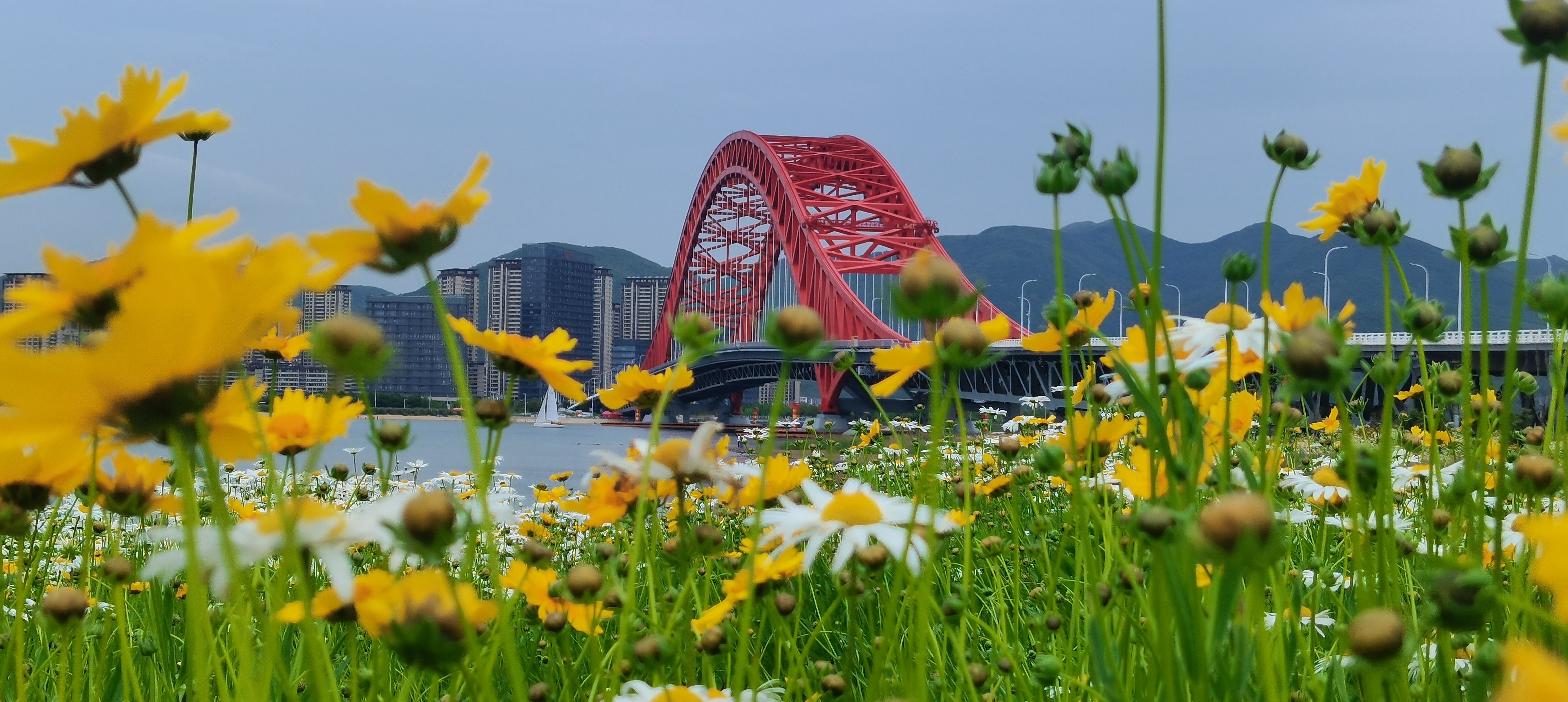 梅山红桥花海五月竞相盛放