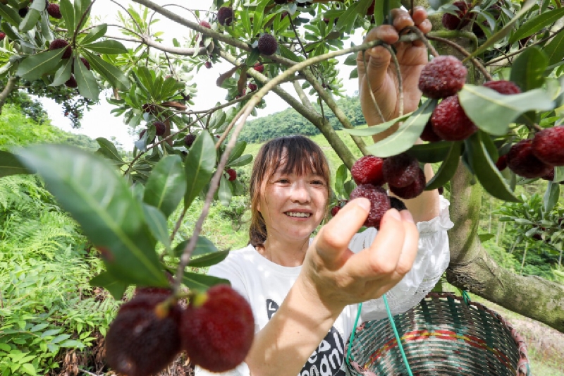 早佳杨梅抢鲜上市