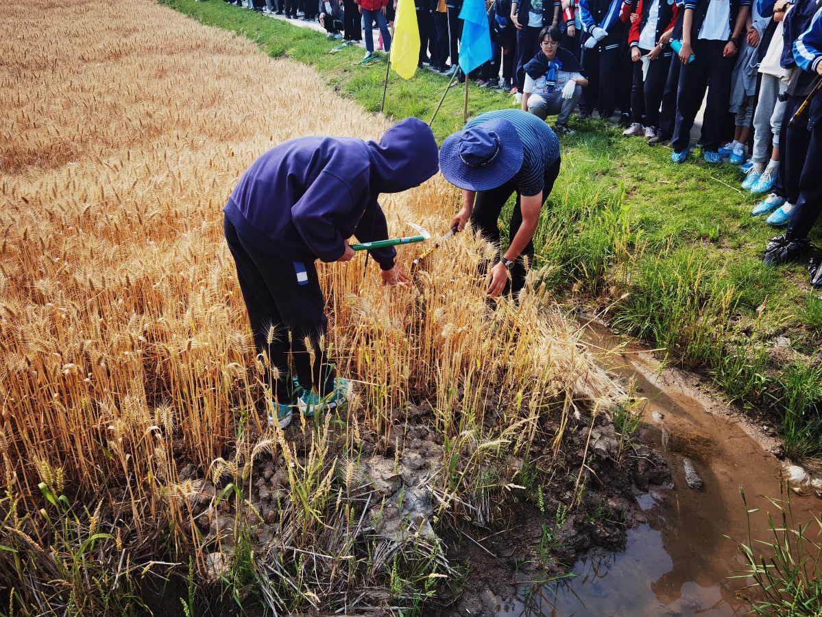 助力雙減寧波閒置地塊變身農耕研學基地