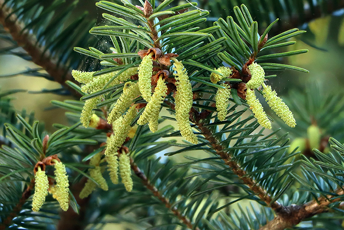 世界濒危物种百山祖冷杉迎来花期